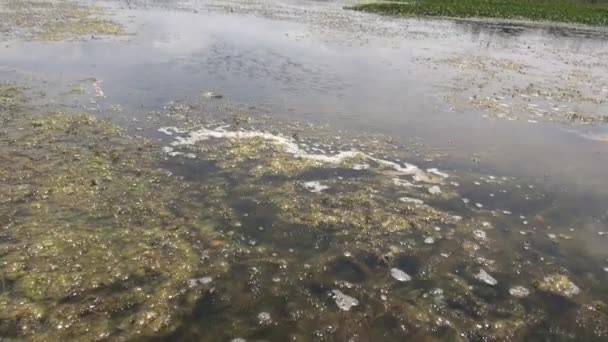 Lagos, Zonas húmidas, Água doce, Corpos de água, Natural — Vídeo de Stock