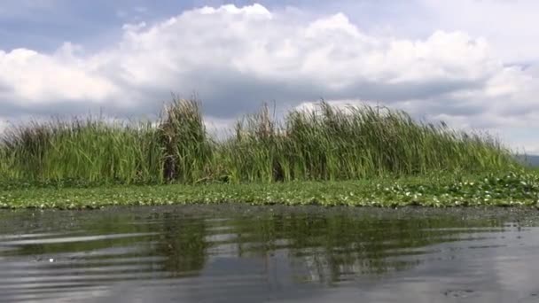 湖泊、 湿地、 淡水的水，自然 — 图库视频影像