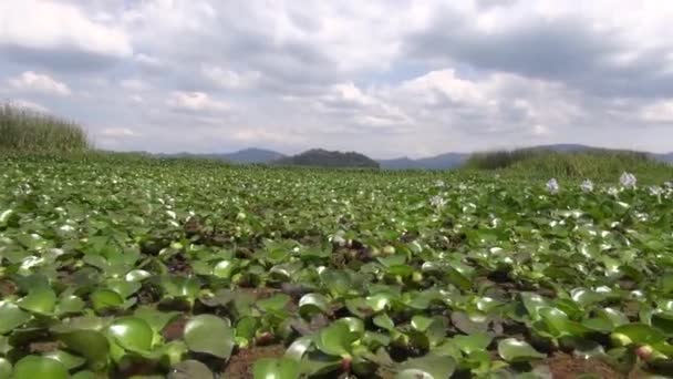 Lagos, Zonas húmidas, Água doce, Corpos de água, Natural — Vídeo de Stock