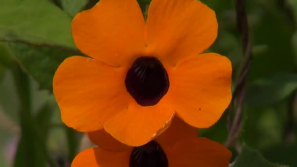 Orange Flowers, Flowering Plants, Nature — Stock Video