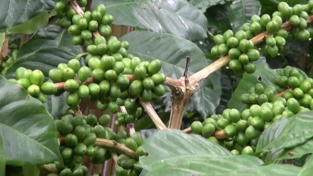 Kawa roślin, plantacje, gospodarstw, natura — Wideo stockowe