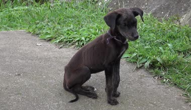 yavru köpekler, köpekler, köpek dişleri, Evcil Hayvan, hayvan