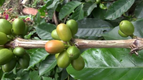 Piante da Caffè, Piantagioni, Fattorie, Natura — Video Stock