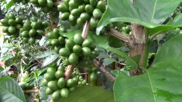 Plantas de Café, Plantaciones, Granjas, Naturaleza — Vídeo de stock