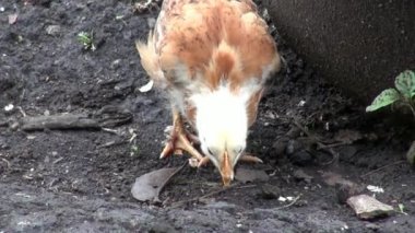 civciv, çiftlik hayvanları