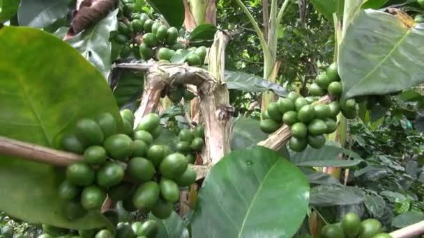 növények kávé ültetvények, gazdaságok, természet