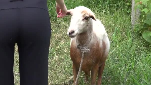 Ovinos, Cordeiros, Pecuária, Animais de Fazenda — Vídeo de Stock