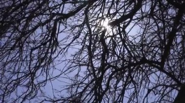 Ağaç dalları, yaprakları, doğa