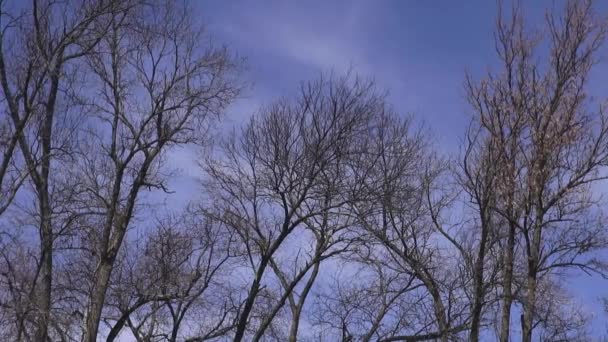 Drzewo gałęzie, liście, natura — Wideo stockowe