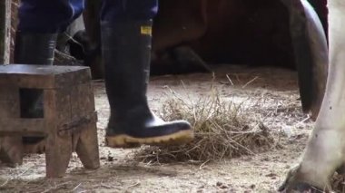 Gübre, kaka, gübre