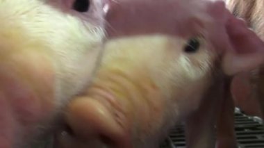 Bebek domuz, domuz yavruları, domuzlar, hayvan çiftliği