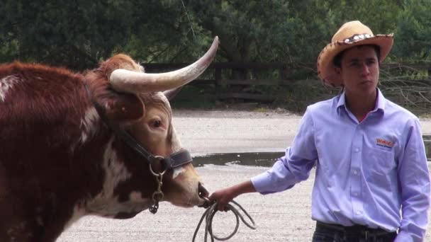 Bovinos, vacas, touros, animais de quinta — Vídeo de Stock