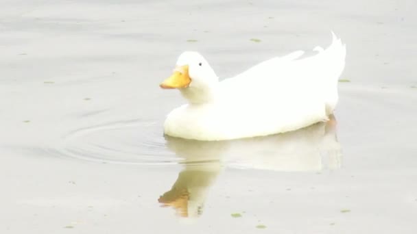 Ankor, fåglar, djur, natur, vilda djur — Stockvideo