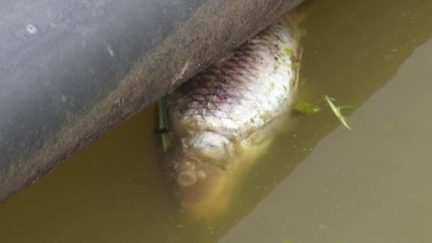 Peixe morto, Morte, Peste, Poluição — Vídeo de Stock