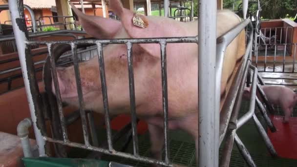 Cerdos enjaulados, maltrato de animales — Vídeos de Stock