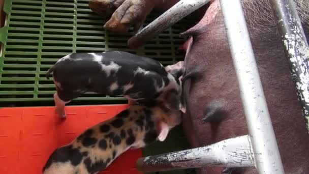 猪、 仔猪、 猪、 农场动物的护理 — 图库视频影像