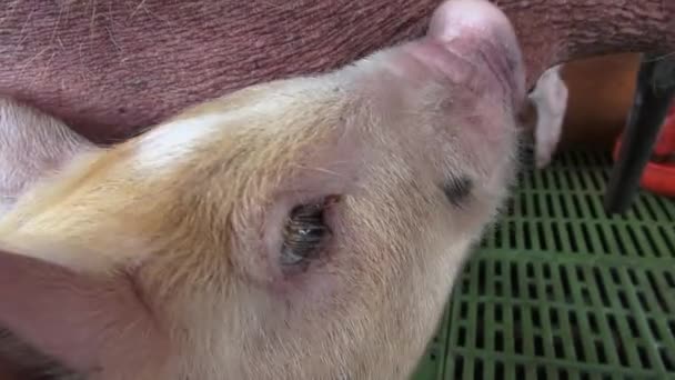Nursing Pigs, Piglets, Hogs, Farm Animals