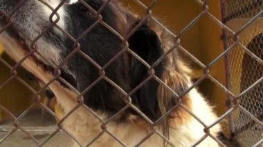 Yalnız Kafesteki köpekler, köpek dişleri, ihmal, istismar