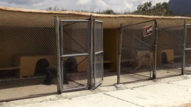 Endişeli Kafesteki köpekler, köpek dişleri, ihmal, istismar