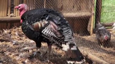 Türkiye, Şükran günü, kümes hayvanları, oyun kuşlar, hayvanlar