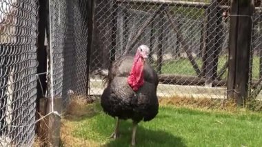 Türkiye, Şükran günü, kümes hayvanları, oyun kuşlar, hayvanlar