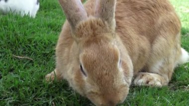 Tavşan, tavşan, tavşan