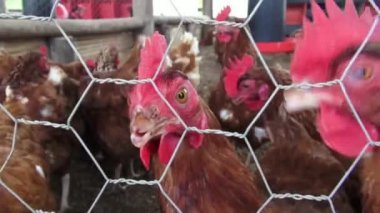 Kafesli tavuk, tavuk, hayvan hakları