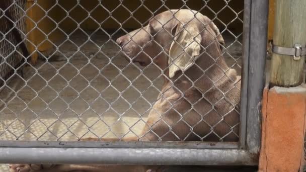 Lonely Caged Dogs, Canines, Neglect, Abuse — Stock Video