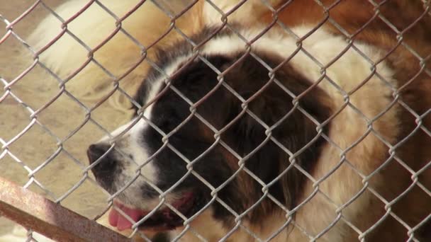 Cães gaiolas solitários, Caninos, Negligência, Abuso — Vídeo de Stock