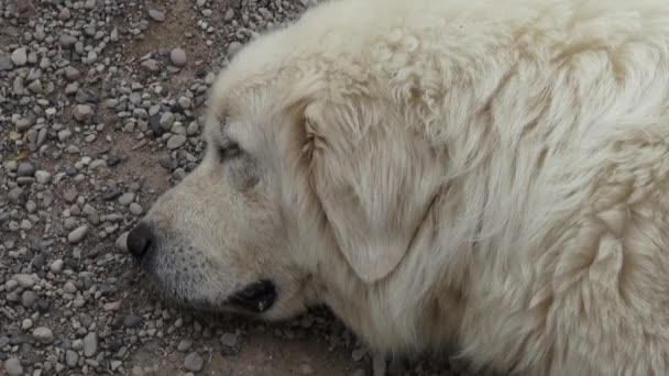 Tembel köpekler, köpek dişleri uyuyor — Stok video
