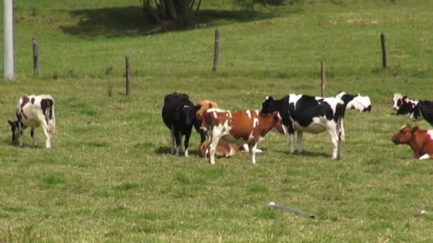 Vaches, pâturages, pâturages, fermes 