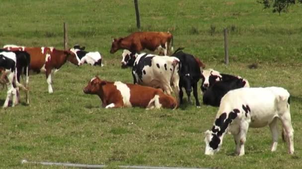 Kor, betesmarker, bete, gårdar — Stockvideo