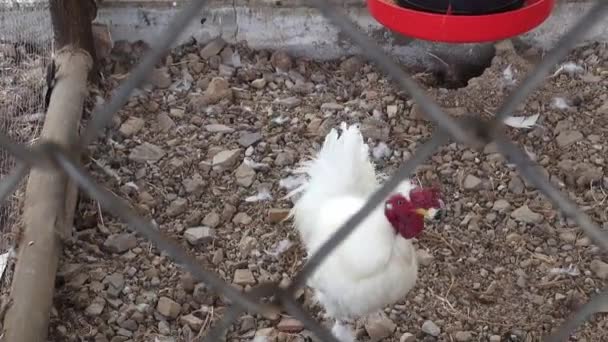 Roosters, Poultry, Chickens, Game Birds, Animals — Stock Video