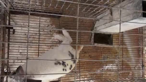 Lapins en cage, lapin, lièvre 