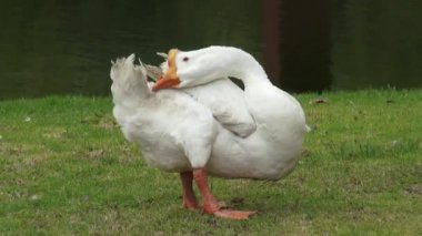 Beyaz kaz, kaz, kuşlar, hayvanlar, doğa, yaban hayatı