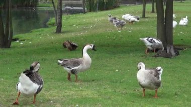 Sürüsü kaz, kuşlar, hayvanlar, doğa, yaban hayatı