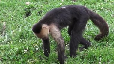 Capuchin maymunlar, primatlar, Hayvanat Bahçesi hayvanlar, yabani hayvanlar ve bitkiler, doğa