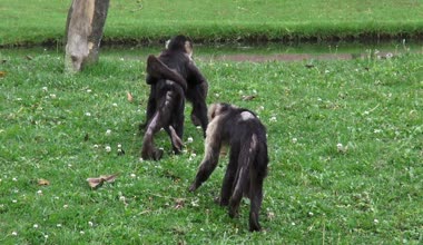 Capuchin maymunlar, anne ve bebek