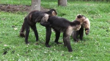 Capuchin maymunlar, primatlar, Hayvanat Bahçesi hayvanlar, yabani hayvanlar ve bitkiler, doğa