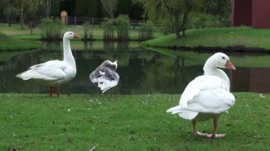 Sürüsü kaz, kuşlar, hayvanlar, doğa, yaban hayatı