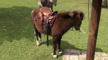 Palan midilli, at, çiftlik hayvanları