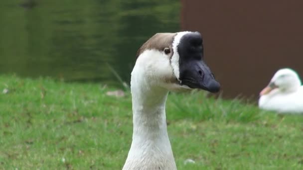 Chinese Goose, Geese, Birds, Animals, Nature, Wildlife — Stock Video