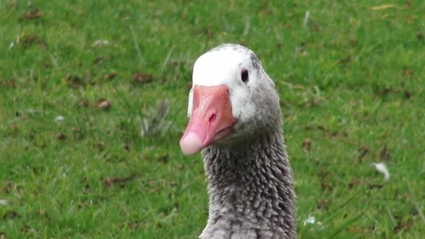 Grey Goose, ganzen, vogels, dieren, natuur, dieren in het wild — Stockvideo