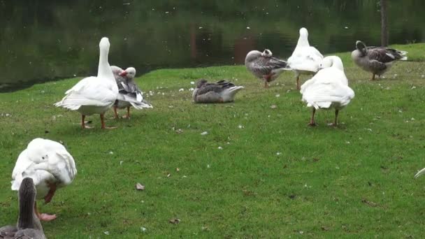 Flock gäss, fåglar, djur, natur, vilda djur — Stockvideo