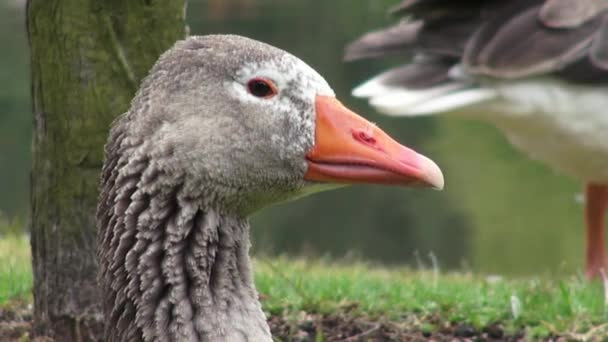 灰色のガチョウ、ガチョウ、鳥、動物、自然、野生動物 — ストック動画