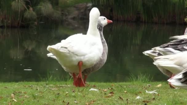 ガチョウ、鳥、動物、自然、野生動物の群れ — ストック動画