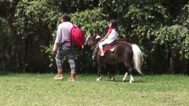 Paseo Pony Caballos Animales Granja — Vídeos de Stock