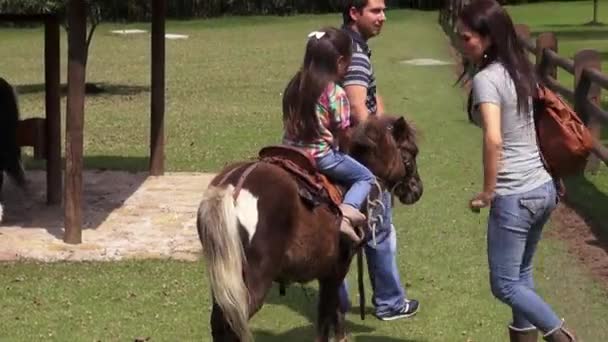 Paseo Pony Caballos Animales Granja — Vídeos de Stock