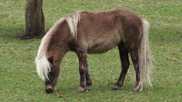 Ponny, miniatyr häst, hästar, djur — Stockvideo