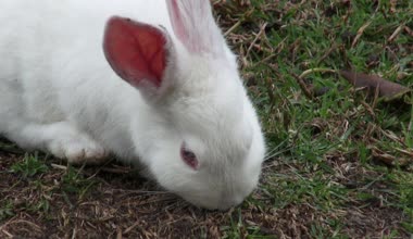 Beyaz tavşan, tavşan, tavşan, Paskalya, doğa